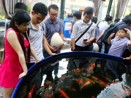 Hàng trăm người về TPHCM nghe kinh nghiệm, kỹ thuật nuôi cá Koi cho người chơi cá tại Việt Nam