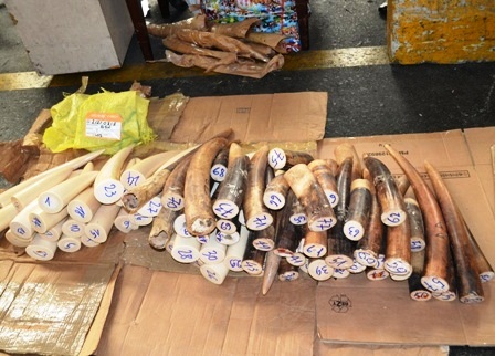 77 chiếc ngà voi châu Phi vận chuyển trái phép bị cơ quan chức năng phát hiện bắt giữ