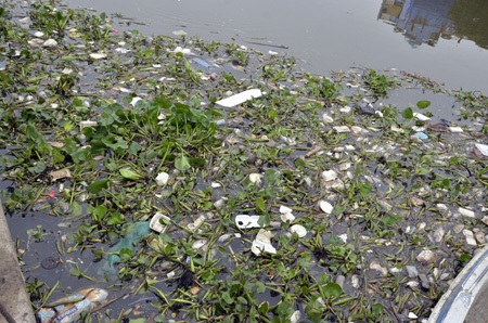 Cá lại chết trắng trên kênh Nhiêu Lộc - Thị Nghè - 5 Xác cá xen lẫn rác và lục bình nổi khắp mặt kênh, bốc mùi hôi thối kinh khủng