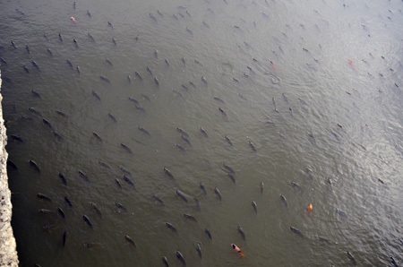 Cá lại chết trắng trên kênh Nhiêu Lộc - Thị Nghè - 6 Từng đàn cá nổi lên mặt nước đớp không khí bởi dòng kênh quá ô nhiễm