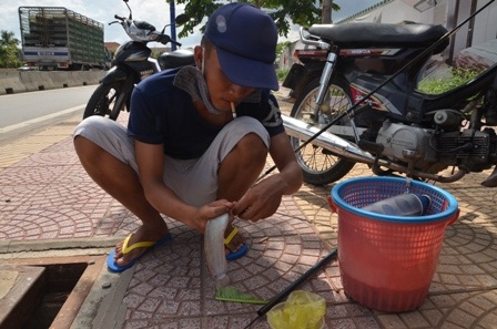 Một chú cá cắn câu