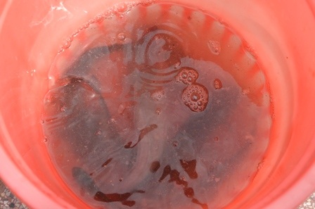 Câu cá hiệu quả trong cống thoát nước