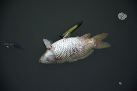 Nhiều con cá rất lớn cũng chết phơi trắng bụng