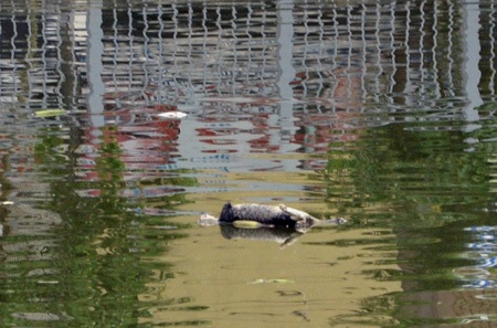 Cá lại chết trắng trên kênh Nhiêu Lộc - Thị Nghè - 4 Xác chết động vật cũng được người dân ném xuống kênh góp phần làm cho con kênh thêm ô nhiễm nặng