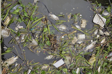 Cá lại chết trắng trên kênh Nhiêu Lộc - Thị Nghè - 1 Cá chết hàng loạt trên kênh Nhiêu Lộc - Thị Nghè vào chiều 30/6