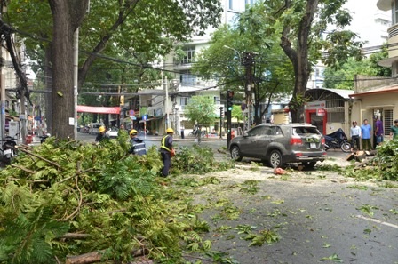 Hiện trường vụ cây xanh đè 2 xe ô tô ở trung tâm TPHCM