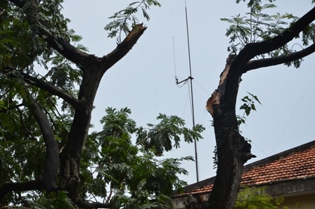 Phần thân cây bị gãy nhánh