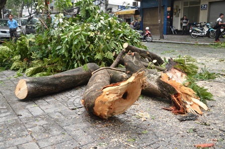 Công nhân Công ty cây xanh tiến hành thu dọn hiện trường