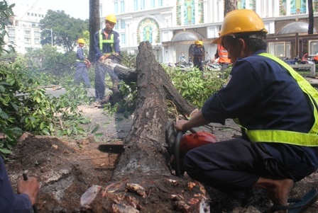 Hàng loạt cây cổ thụ ở trung tâm TPHCM bị đốn hạ để lấy mặt bằng thi công nhà ga metro