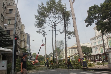 Hàng loạt cây cổ thụ ở trung tâm TPHCM bị đốn hạ để lấy mặt bằng thi công nhà ga metro