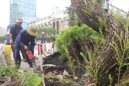 Rặng liễu và bồn nước tại vòng xoay Nguyễn Huệ - Lê Lợi cũng được di dời