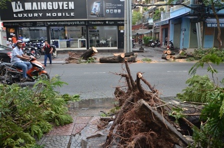 Hàng loạt cây xanh bật gốc do mưa lớn vào chiều 17/8