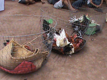 Tang vật mà PC45 triệt phá trong một tụ điểm đá gà trước đó