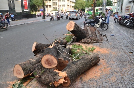 Cây xanh ngã đè chết chị Nhung