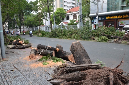 Hàng loạt cây xanh bật gốc do mưa lớn vào chiều 17/8