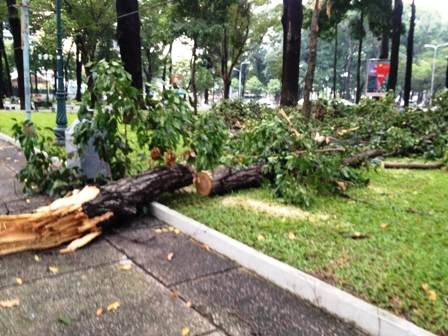 Nhiều cây xanh tại các tuyến đường khác cũng bị gãy nhánh