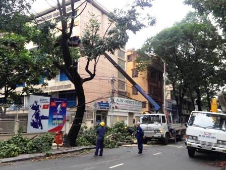 Nhiều cây xanh tại các tuyến đường khác cũng bị gãy nhánh