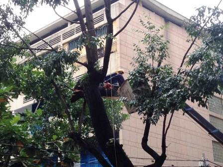 Công nhân công ty cây xanh cắt nhũng nhánh cây bị gãy đe dọa người đi đường