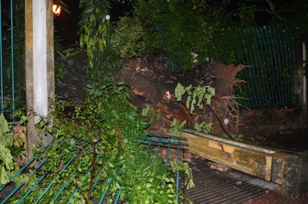 Cây cổ thụ bật gốc đè bẹp hàng rào