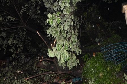 Cây cổ thụ bật gốc đè bẹp hàng rào