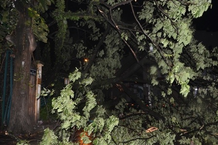 Cây xanh bật gốc trước cổng Thảo Cầm Viên Sài Gòn