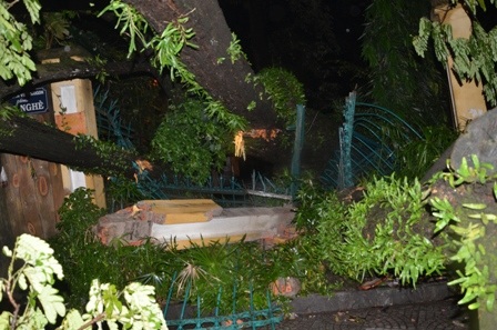 Cây xanh bật gốc trước cổng Thảo Cầm Viên Sài Gòn