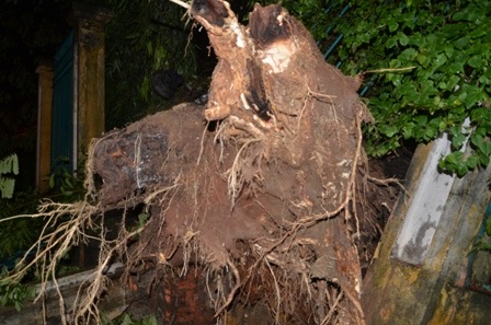 Rễ cây có dấu hiệu bị mục nát