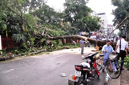 Hàng loạt cây xanh bậc gốc sau mưa lớn