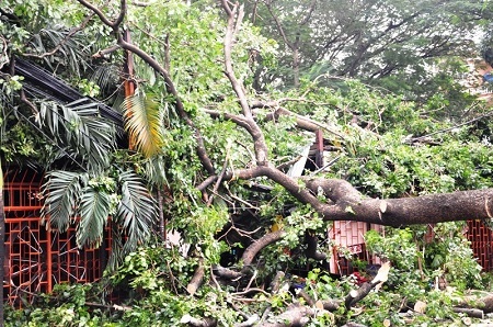 Một số cây đổ ra đường, đè lên quán ăn