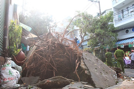 Cây xanh bật gốc hàng loạt sau cơn mưa lớn - 8 Cây xanh ngã đè lên dây điện, làm sập tường của nhà hàng