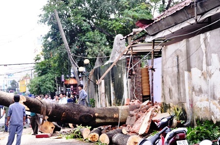 Cây xanh ngã đè lên dây điện, làm sập tường của nhà hàng
