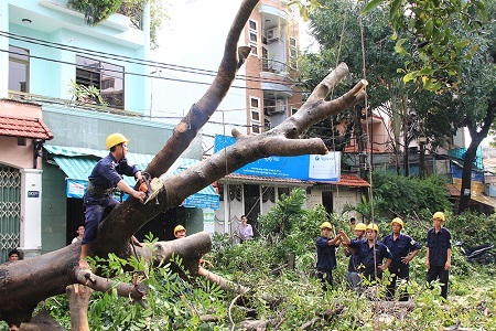 Cây xanh bật gốc hàng loạt sau cơn mưa lớn - 9 Các n