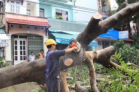 Cây xanh bật gốc hàng loạt sau cơn mưa lớn - 10 Các n