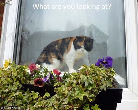 Tự tử vì… thú cưng bị chết - 2 Tự tử vì… thú cưng bị chết