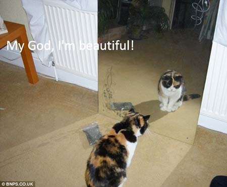 Tự tử vì… thú cưng bị chết - 3 Tự tử vì… thú cưng bị chết