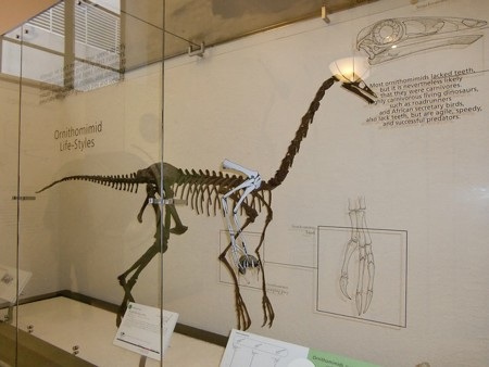 Một bộ xương của loài khủng long ornithomimid
