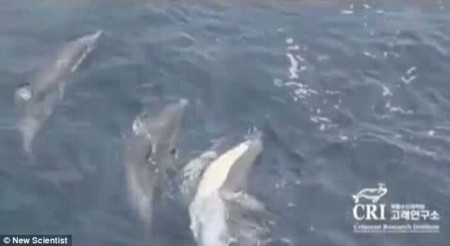 Đàn cá heo kết bè sống, “cõng” thành viên bị thương - 1 Đàn cá heo bơi bên thành viên bị thương