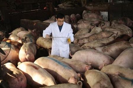 Hé lộ “công nghệ” nuôi lợn bằng thuốc kháng sinh tại Trung Quốc - 1 Nhiều trang trại tại Trung Quốc sử dụng lượng lớn thuốc kháng sinh cho lợn ăn