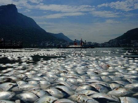 Hơn 80 tấn cá chết vì nước ô nhiễm đã được vớt lên khỏi một hồ nước tại Rio de Janeiro, Brazil.