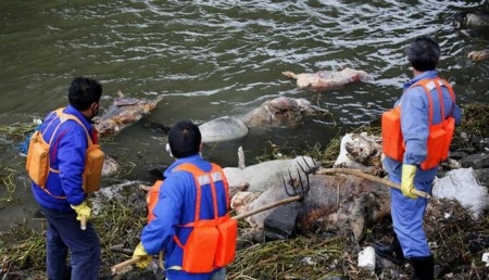 Gần 6.000 con lợn chết đã được vớt khỏi sông Hoàng Phố