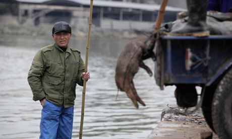 Trung Quốc phát hiện 1.000 con vịt chết trôi sông - 1 Vụ scandal lợn trôi sông chưa kịp lắng, đến lượt vịt chết bị ném xuống sông