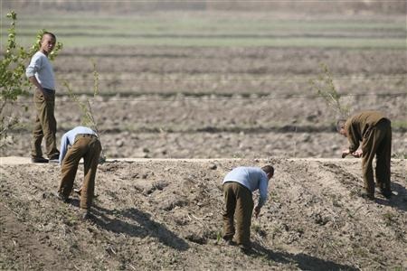 Binh sỹ Triều Tiên dành nhiều thời gian để làm nông nghiệp
