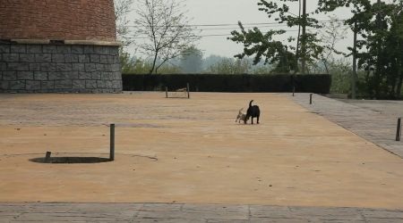 Chó chạy tung tăng trên công viên rộng lớn