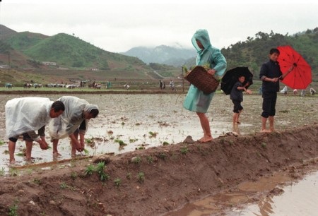 Triều Tiên đang nỗ lực chiến đấu với tình trạng thiếu lương thực
