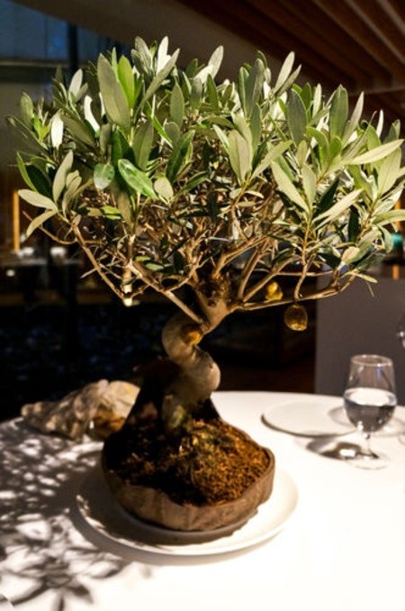 Những món ăn lạ kỳ tại nhà hàng tốt nhất thế giới - 2 Một món ăn với quả ô liu sẽ được bày trên một cây ô liu thật