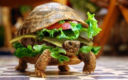 Ngụy trang rùa thành bánh hamburger để qua mặt hải quan - 1 Con rùa được ngụy trang giống bánh hamburger
