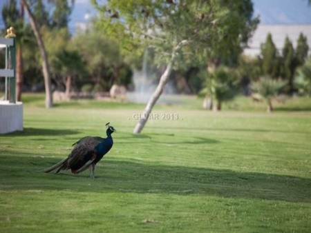 Choáng với siêu biệt thự 1400 tỷ đồng có vườn thú và sân bay riêng - 21 Thanh Tùng