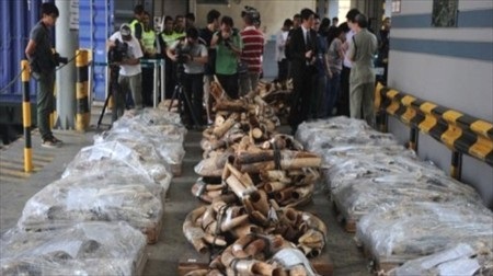 Tang vật một đợt bắt giữ 4 tấn ngà voi lậu tại Hồng Kông năm 2012