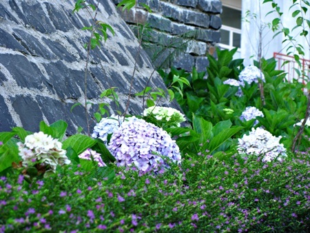 Rực rỡ cẩm tú cầu trên đỉnh Bà Nà - 11