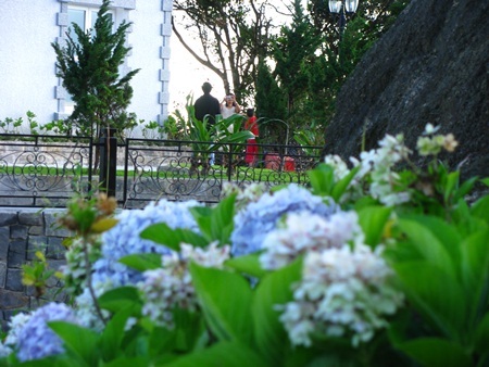 Rực rỡ cẩm tú cầu trên đỉnh Bà Nà - 12